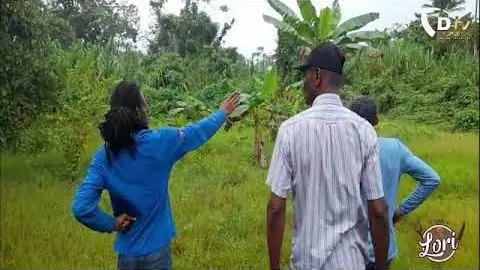 Snelle reactie P&D(Phoenai) na uitzending over situatie plantage L’ Esperance