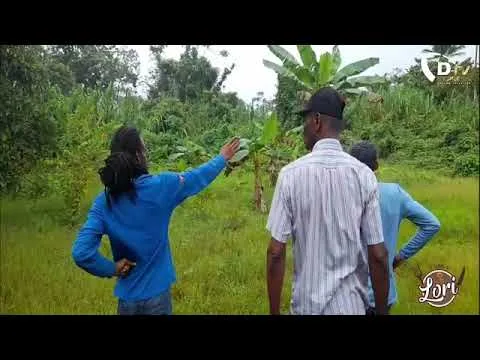 Snelle reactie P&D(Phoenai) na uitzending over situatie plantage L’ Esperance