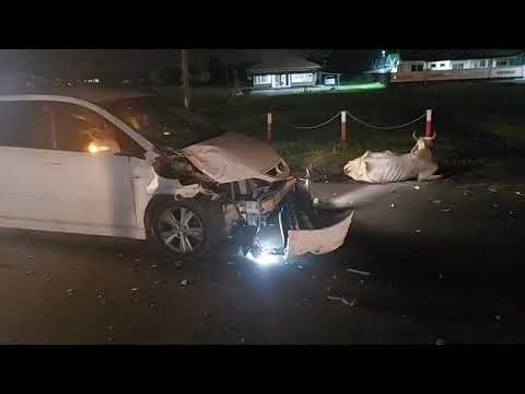 Zware aanrijding Highway. Autobestuurder rijdt twee koeien aan.