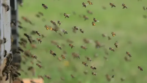 Man buiten bewustzijn na aanval door Braziliaanse bijen